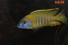 Tramitichromis-sp.-orange-top-Lumbira-01