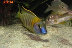 Tramitichromis-sp.-orange-top-Lumbira-02