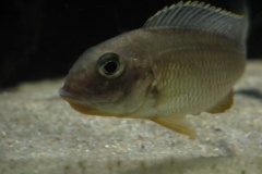 Tramitichromis-sp.-orange-top-Lumbira-04