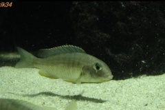 Tramitichromis-sp.-orange-top-Lumbira-05