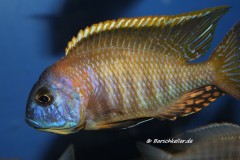 Tramitichromis-sp.-orange-top-Lumbira-2