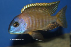 Tramitichromis-sp.-orange-top-Lumbira-3