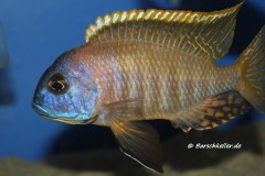 Tramitichromis-sp.-orange-top-Lumbira-4