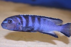 Tropheops-kamtambo-chimwalani-Eccles-Reef-01