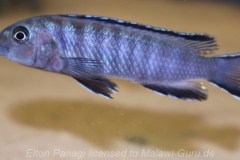 Tropheops-kamtambo-chimwalani-Eccles-Reef-02