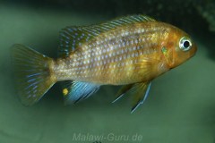 Tropheops-macrophthalmus-Kirondo-03