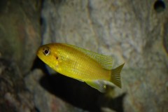 Tropheops-macrophthalmus-chitimba-gold-Christian-maschke-1