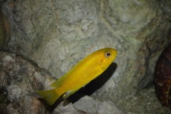 Tropheops-macrophthalmus-chitimba-gold-Christian-maschke-3