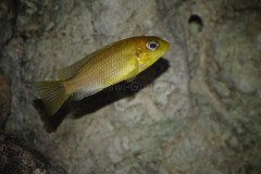 Tropheops-macrophthalmus-chitimba-gold-Christian-maschke-4