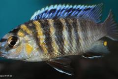 Tropheops-novemfasciatus-WF-1