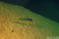 Tropheops-sp.-aurora-3