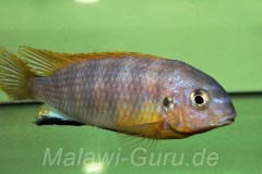 Tropheops-sp.-aurora-Higga-Reef-02