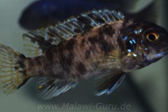 Tropheops-sp.-Black-Makonde-6