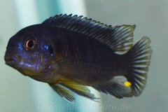 Tropheops-sp.-Black-Makonde-8