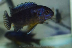 Tropheops-sp.-Black-Makonde-9