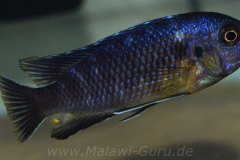 Tropheops-sp.-black-Makonde-1