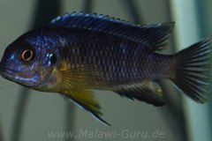 Tropheops-sp.-black-Makonde-2