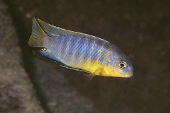 Tropheops-sp.-Deep-lion-1