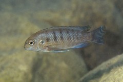 Tropheops-sp.-Deep-lion-2