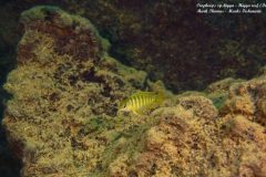Tropheops-sp.higga-5