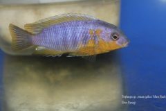 Tropheops-sp.-mauve-3