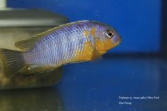 Tropheops-sp.-mauve-4