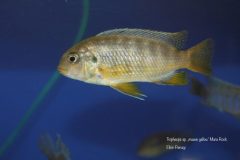 Tropheops-sp.-mauve-7
