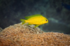 Tropheops-sp.olive-Mdowe-3