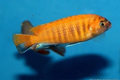 Tropheops-sp.-red-fin-1