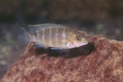 1_Tropheops-sp.-Taiwan-1