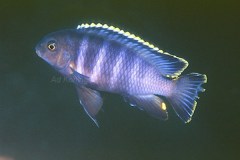 Tropheops-sp.-Taiwan-2