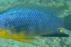 1_Tropheops-sp.-yellow-chin-1