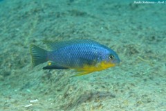 Tropheops-sp.-yellow-chin-2-1