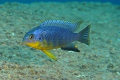 Tropheops-sp.-yellow-chin-3