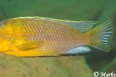 Tropheops-sp.-yellow-chin-Undu-Reef-1
