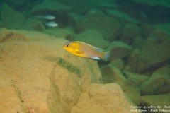 Tropheops-sp.-yellow-chin-Undu-Reef-2