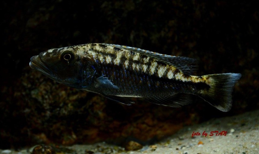 Tyrannochromis-macrostoma-6