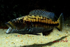 Tyrannochromis-macrostoma-4