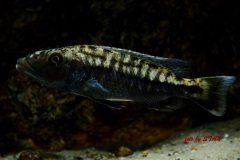 Tyrannochromis-macrostoma-6