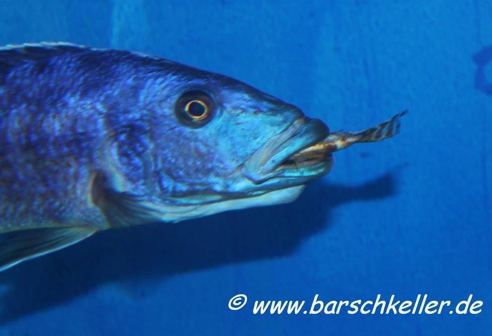 Tyrannochromis-nigriventer-WF-Maennchen