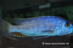 Tyrannochromis-nigriventer-WF-Maennchen-2