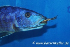 Tyrannochromis-nigriventer-WF-Maennchen