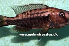 Tyrannochromis-Polyodon-1