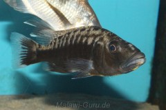 Tyrannochromis-Polyodon-10