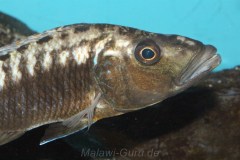 Tyrannochromis-Polyodon-11