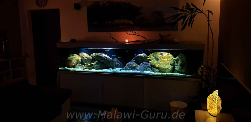 Aufbau eines Malawisee Aquarium