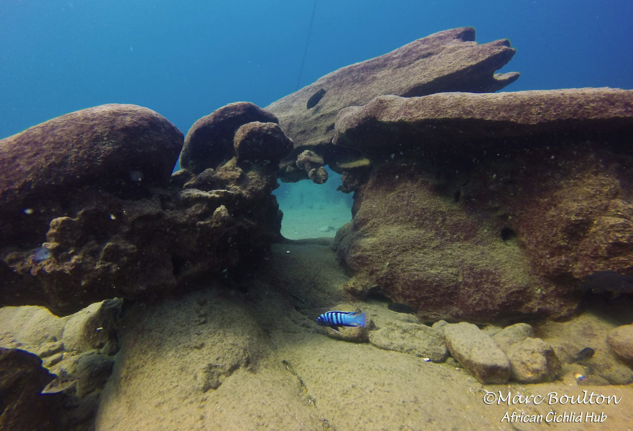 MalawiGuru Malawisee Aquaristik Die Welt der Buntbarsche