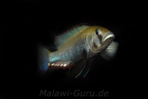 Astatotilapia calliptera