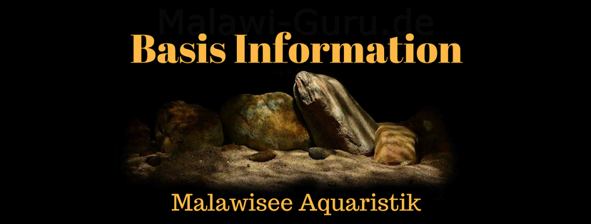 Basis Informationen zur Malawisee Aquaristik