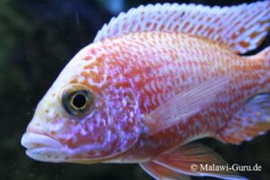 Der Aulonocara Fire Fish Hybride